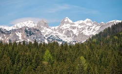 The beautiful snowy mountains with a thick green forest upfront