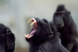 A closeup shot of a baboon screaming with its mouth open and sharp teeth
