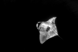 A greyscale shot of a Stingray fish on a black background
