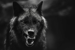 A greyscale closeup shot of an angry wolf with a blurred background