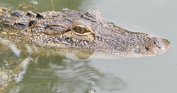 A closeup shot of the head of a crocodile in the water