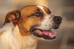 A horizontal closeup shot of a light brown Brazilian Terrier