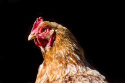 A closeup shot of a hen isolated on a black background