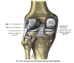 An anatomy drawing and text of the left knee joint from behind, from the 19th century
