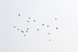 A beautiful view of a flock of birds flying in the sky