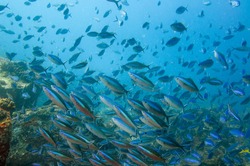 A school of striated fusilier fish in the sea