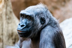 A closeup shot of a gorilla on blurred background