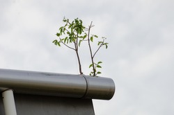 A low angle shot of small growing plants on a pipe on a roof