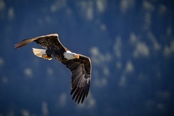 A closeup shot of a bald eagle