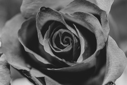 A grayscale closeup shot of a rose