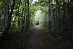 A scenic shot of hiking trail between an alley of forest trees