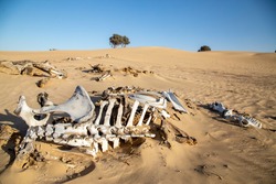 Decomposed abused legs tied camel bones in dry Arabian desert with clear skies 