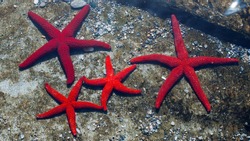 red starfish on the beach of Tinos Greece  family of starfish