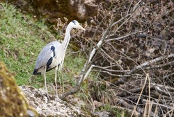 Wildanimal  Bird, Natur  Grey heron is full after 