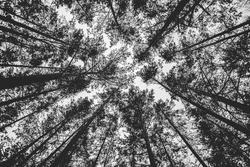 A grayscale low angle shot of tall trees
