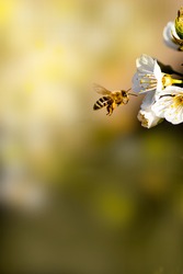 a wide shot of a bee collectin pollin on the cherry tree, adopt a bee, save the bees
