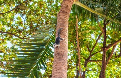 A closeup shot of a Thai squirrel on a tree in Thailand on a bright day