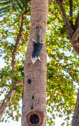 A vertical shot of a Thai squirrel on a tree in Thailand on a bright day