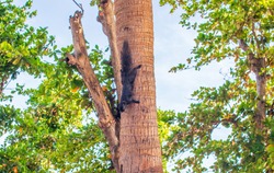 A closeup shot of a Thai squirrel on a tree in Thailand on a bright day