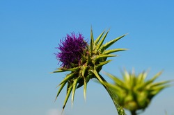 Blossom of a milk thistle at the edge of a field against a blue sky  Due to global warming, the plant is increasingly running wild in Germany 