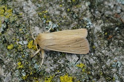A lateral closeup of the pale brown colored common wainscot moth, Mythimna pallens on a piece of wood 