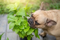 A cute domestic Bulldog sniffing potted plants in a backyard