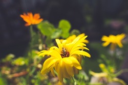 Close-up of a bee collecting pollen of Marigold (Calendula officinalis L )