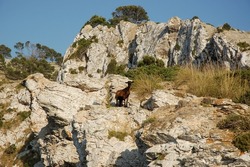  an beautiful mountain scene with a wild goat staying on the rocks