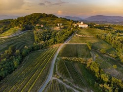 An aerial view of a scenic vineyard with trees growing in rows in Friuli Venezia Giulia, Italy