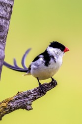 A vertical selective focus of a Dominican widow bird perched on a tree branch on a blurred background