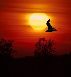 A silhouette of a bird flying in a forest on the sunset