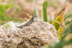 Male Maltese Wall Lizard, Podarcis filfolensis, basking in the sun on a rock surrounded by vegetation in Malta  Maltese fauna reptile, critter 