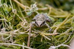 A tiny baby frog or froglet, Painted Frog, Discoglossus pictus, resting on small pieces of floating grass in a small pont in the Maltese countryside