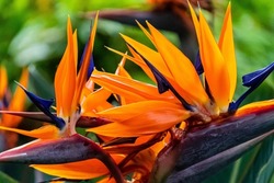A closeup shot of bird of paradise flower