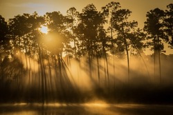 The sun rays penetrating a dense forest near the lake