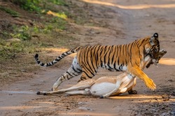A tiger killing an antelope in the wilderness