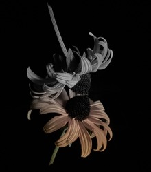 A grayscale shot of a sunflower isolated on a reflecting black background with a copy space