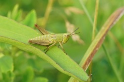 Closeup on a Golen grasshopper, Chrysochraon dispar, sitting on a grassblade in the vegetation in Bulgaria