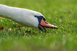 A close-up shot of a swan head searching for food in the grass