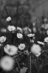 A greyscale shot of daisies in a grass