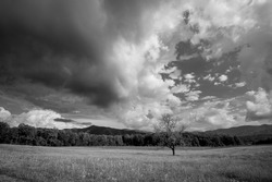 A grayscale of a tree in a meadow in Great Smoky Mountains National Park