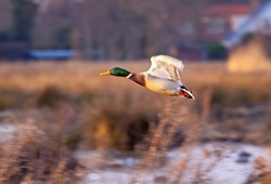 Flying mallard, Anas platyrhynchos, against an outof focus background of reed swamps