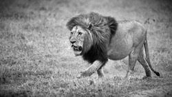 A greyscale shot of a lion captured in Tanzania