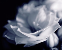 Grayscale macro photo of a beautiful Kalanchoe blossfeldiana 'Calandiva White' flower on a black background