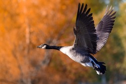 A flying Canadian goose against blurred autumnal trees background