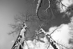 A low angle greyscale shot of snowy trees in winter