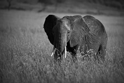A greyscale shot of an elephant in Masai Mara, Kenya