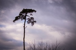 A greyscale shot of pine under the cloudy sky