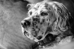 A greyscale portrait of an English Setter
