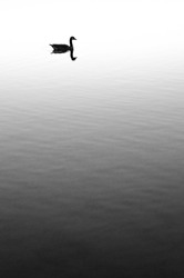 A vertical greyscale shot a silhouette of a swan in a lake